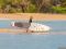 Доска SUP JP YOUNGGUN RACAIR 10'6"x25" LE