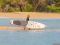 Доска SUP JP YOUNGGUN RACAIR 10'6x25 LE (2019)